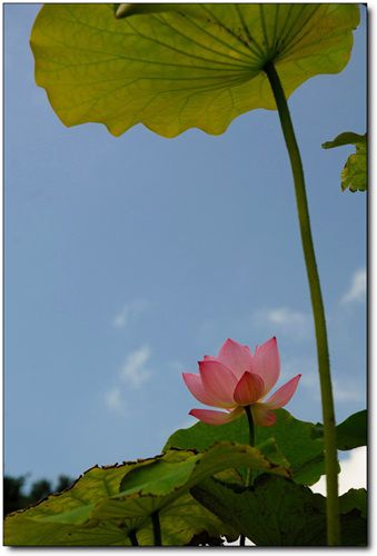 무안백련축제